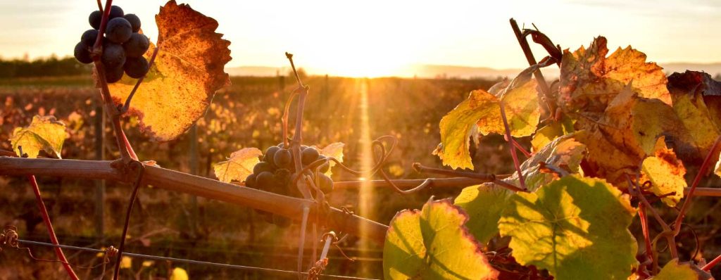 Vina Marty Wine Cellar Chile